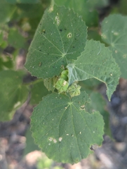 Abutilon viscosum
