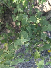 Tom Field, CC BY, iNaturalist via GBIF Abutilon viscosum, photograph Tom Field, CC BY, iNaturalist via GBIF