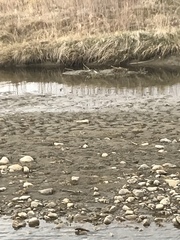 Charadrius vociferus