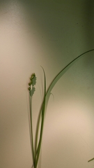 Carex sparganioides
