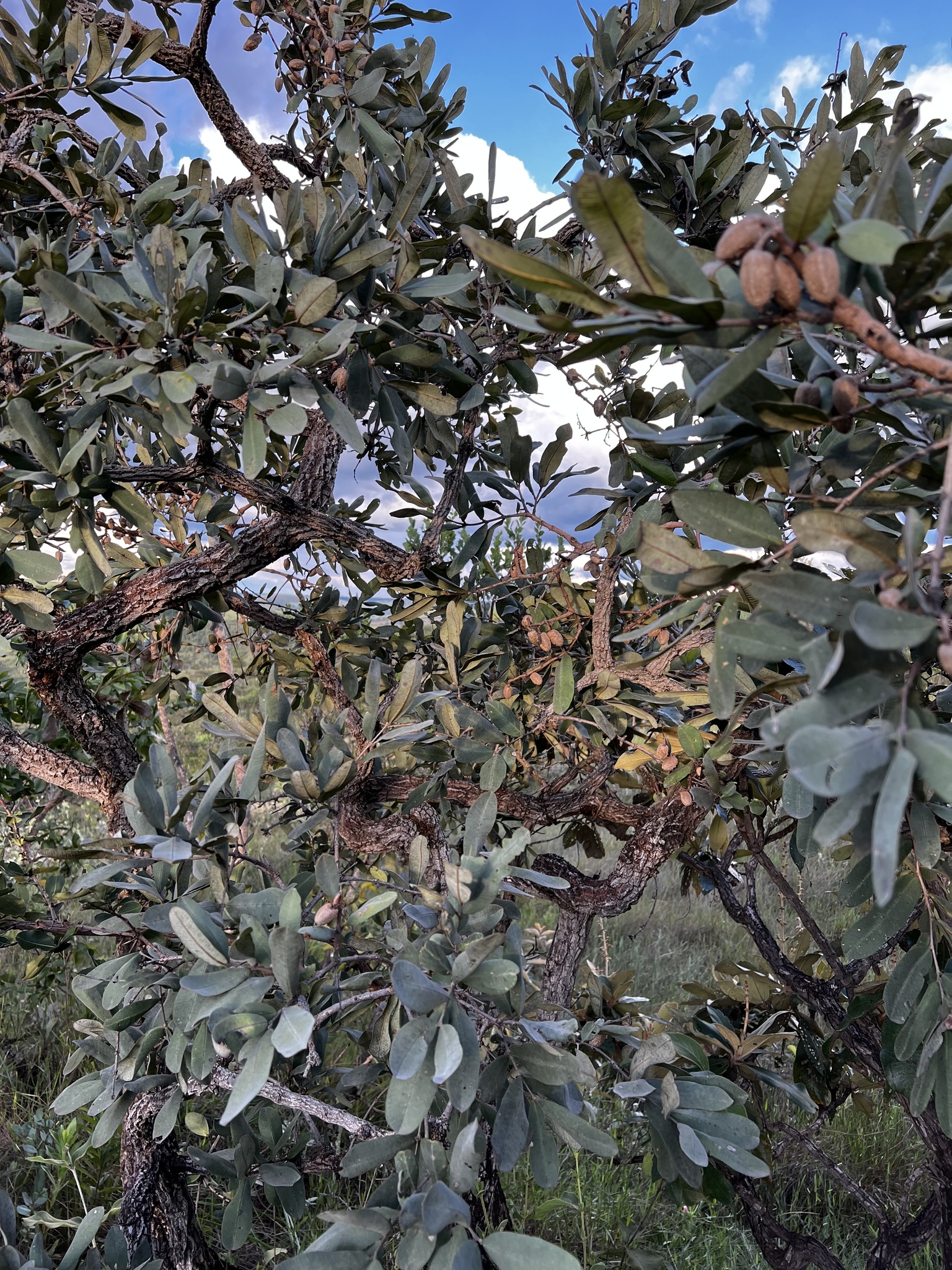 Imagem de Pau-terra
