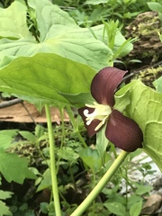 Trillium
