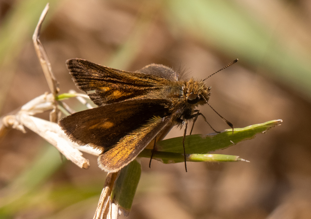 Leucone Skipper