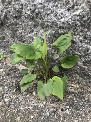 Angiospermae