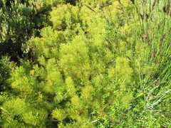 Serruria foeniculacea