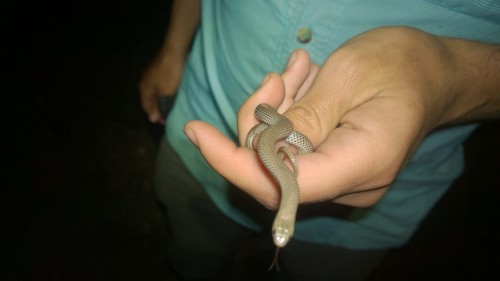 Sonora episcopa