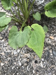 Angiospermae