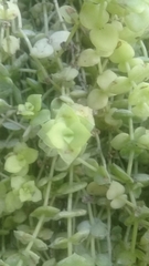 Crassula