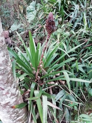 Guzmania triangularis
