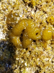 Ectocarpales