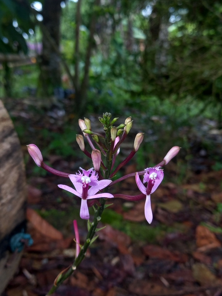 Epidendrum lavendulum Hágsater
