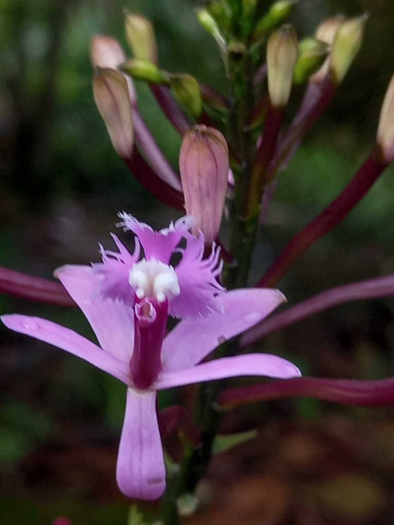 Epidendrum lavendulum Hágsater 2
