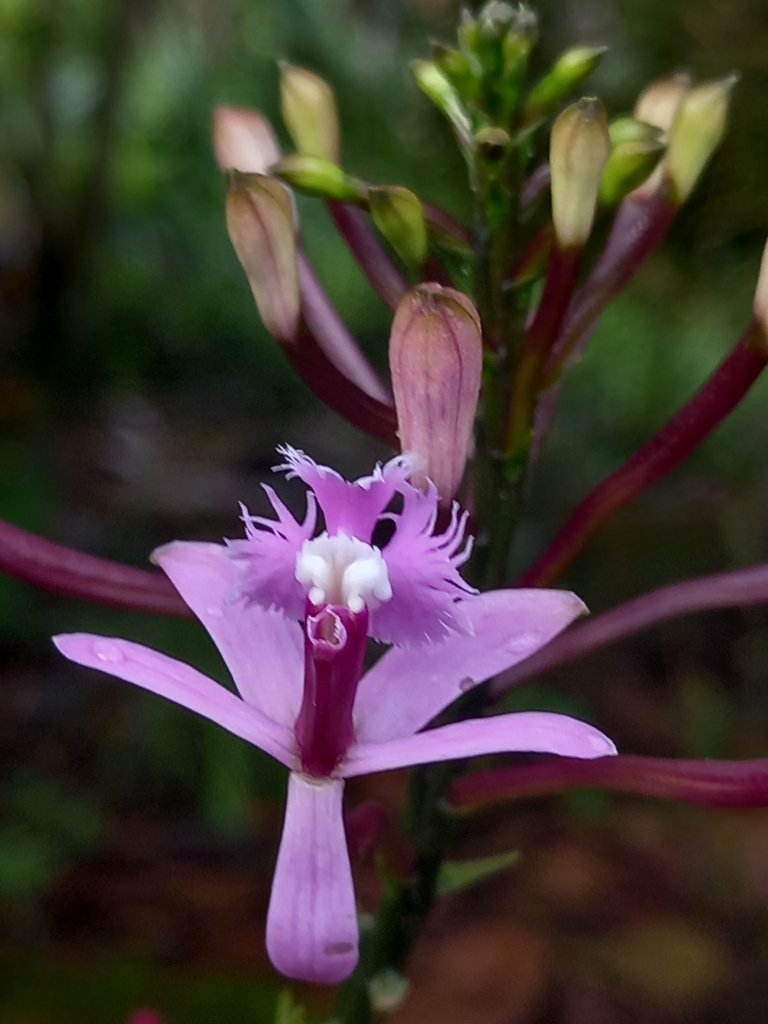 Epidendrum lavendulum Hágsater 3