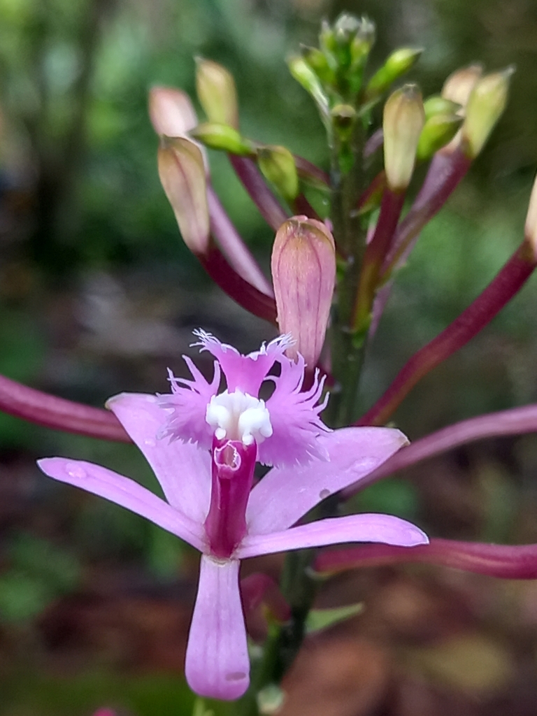 Epidendrum lavendulum Hágsater 4