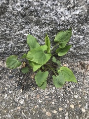 Angiospermae