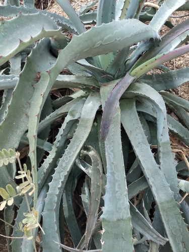 Image of Agave capensis by no rights reserved