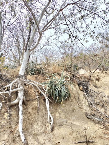 Image of Agave capensis by no rights reserved