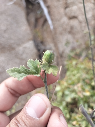 Image of Hibiscus ribifolius by no rights reserved
