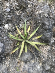 Agave univittata