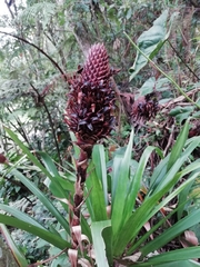 Guzmania triangularis
