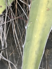 Agave univittata