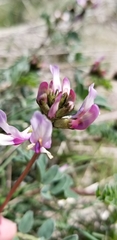 Astragalus cibarius