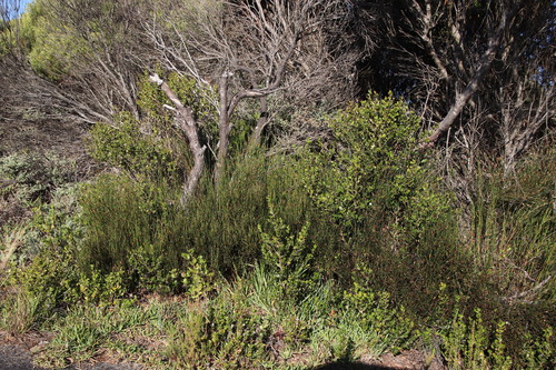 Image of Willdenowia teres by (c) Tony Rebelo, some rights reserved (CC BY-SA)