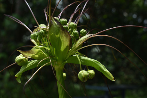 Polynesian Arrowroot
