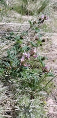 Astragalus cibarius