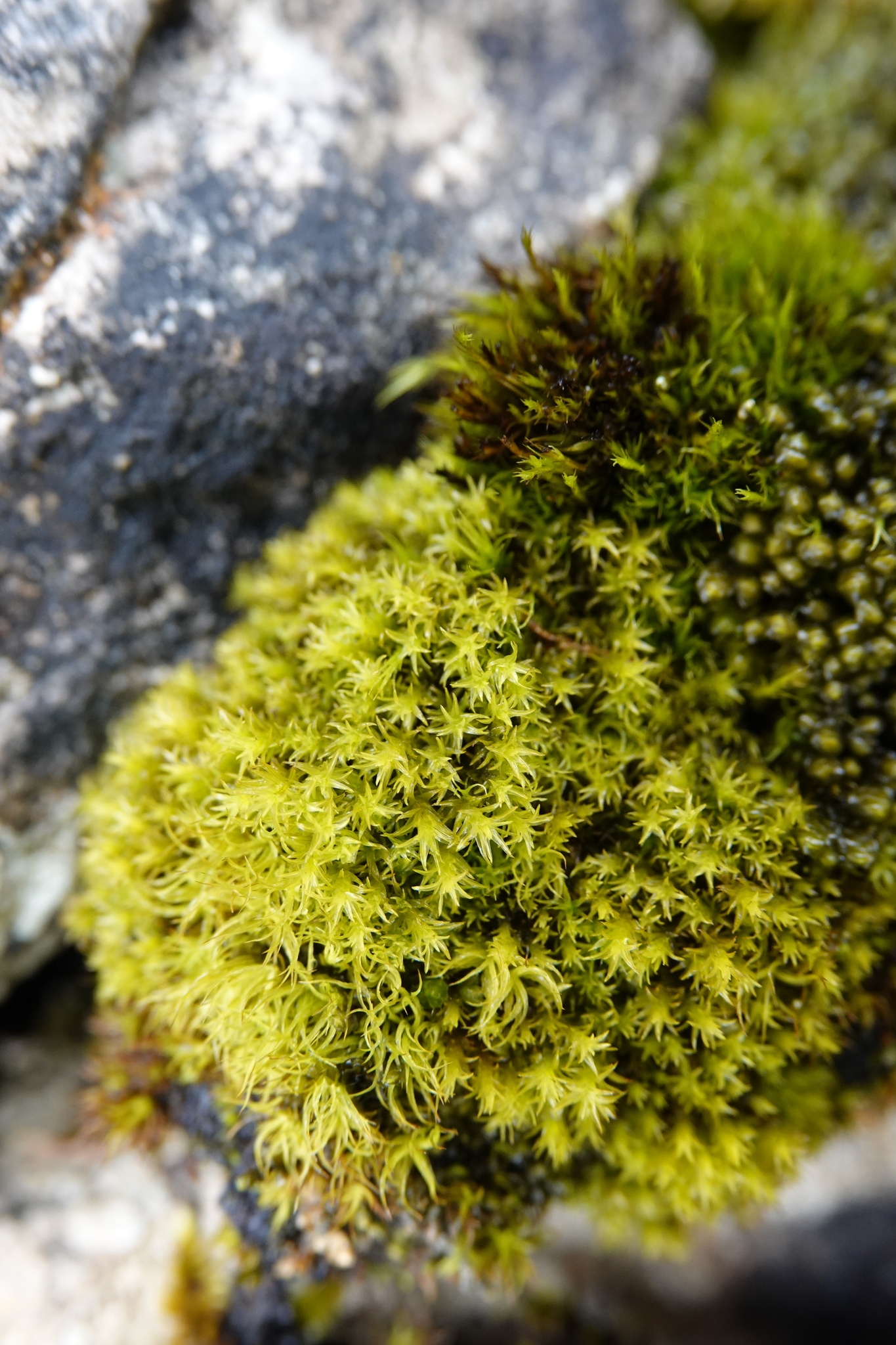 Zygodon gracilis