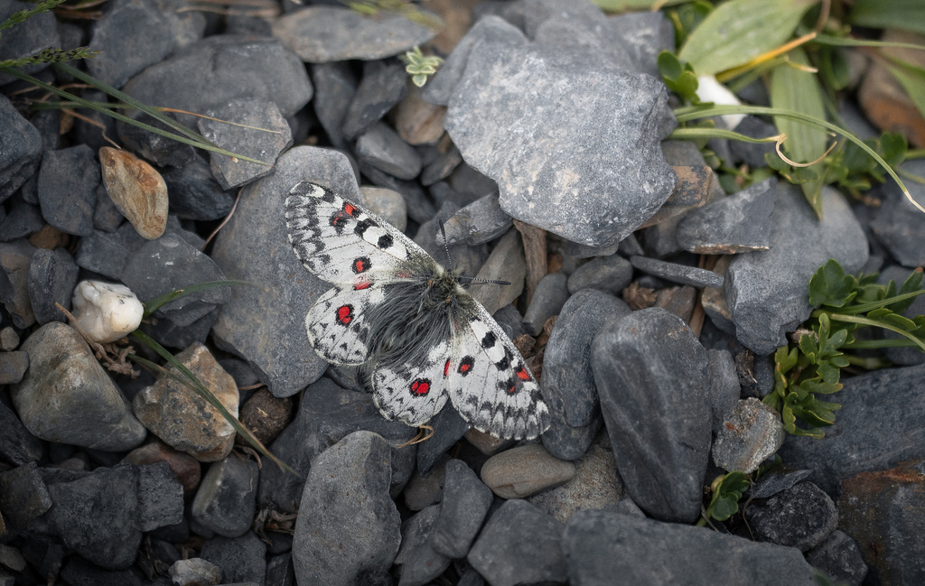 Parnassius dongalaicus