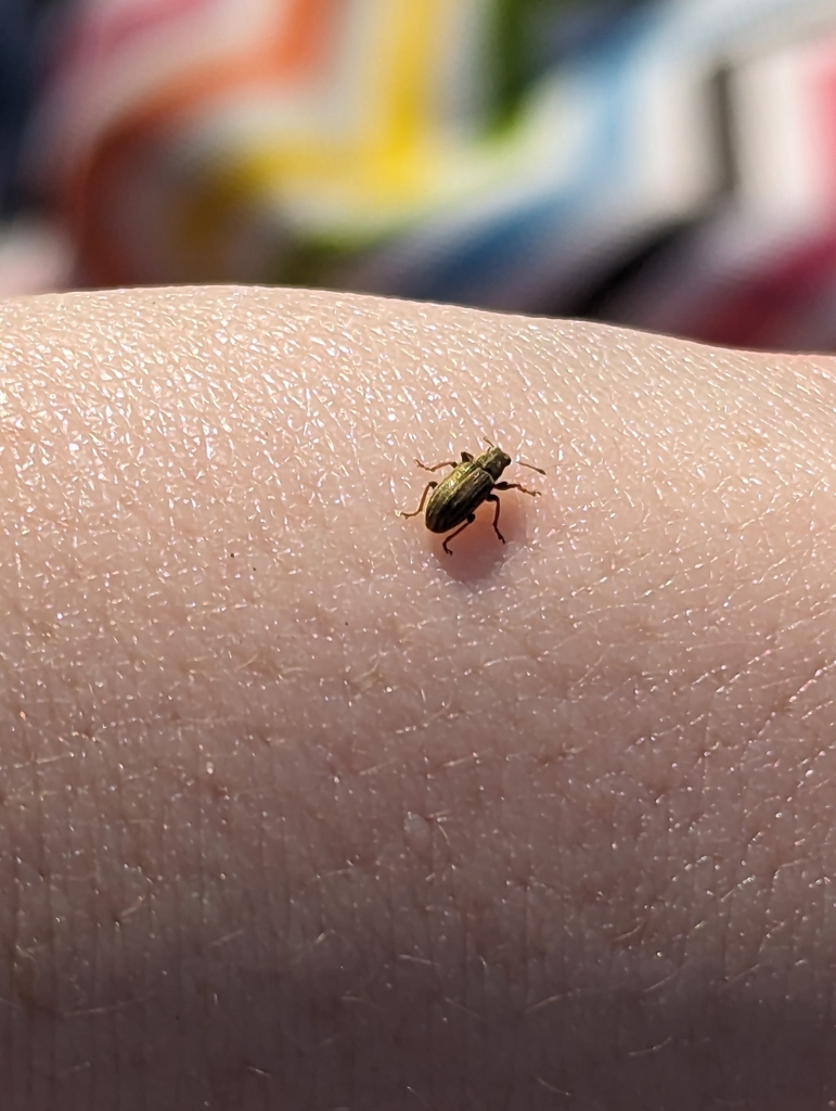 Pea Weevil from Destrehan, LA, USA on April 5, 2024 at 05:26 PM by ...