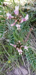 Astragalus cibarius