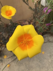 Eschscholzia californica