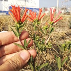 Bouvardia tenuifolia