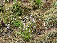 Cardamine pattersonii