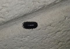 Armadillidium depressum