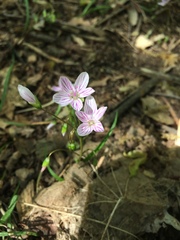 Claytonia virginica