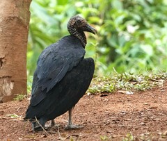 Coragyps atratus image