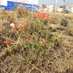 Bouvardia tenuifolia