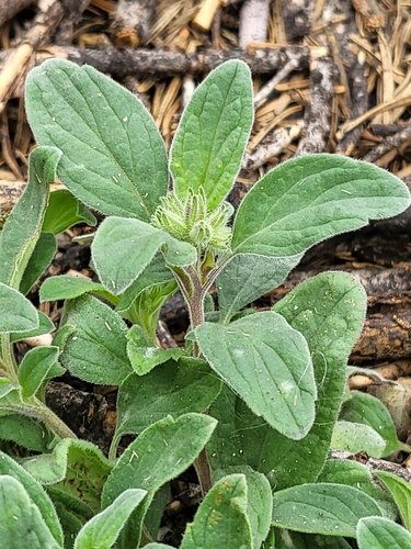 Image of Phacelia hydrophylloides by (c) Nicole, some rights reserved (CC BY)