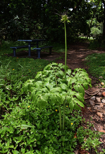 Polynesian Arrowroot