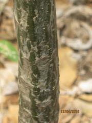 Pseudobombax septenatum