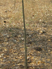 Pseudobombax septenatum