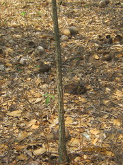 Pseudobombax septenatum