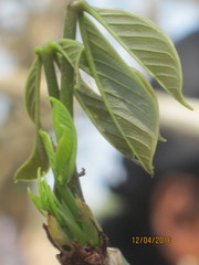 Pseudobombax septenatum