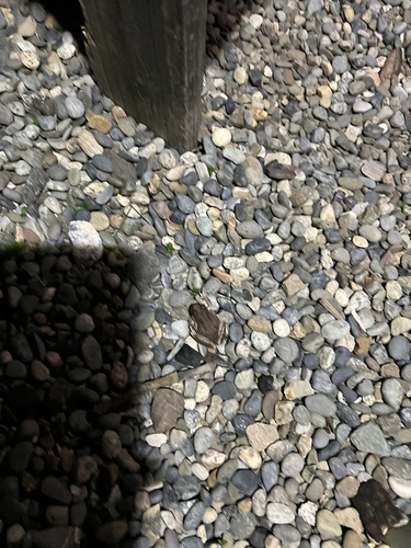 iNaturalist observation photo of Pacific chorus frog