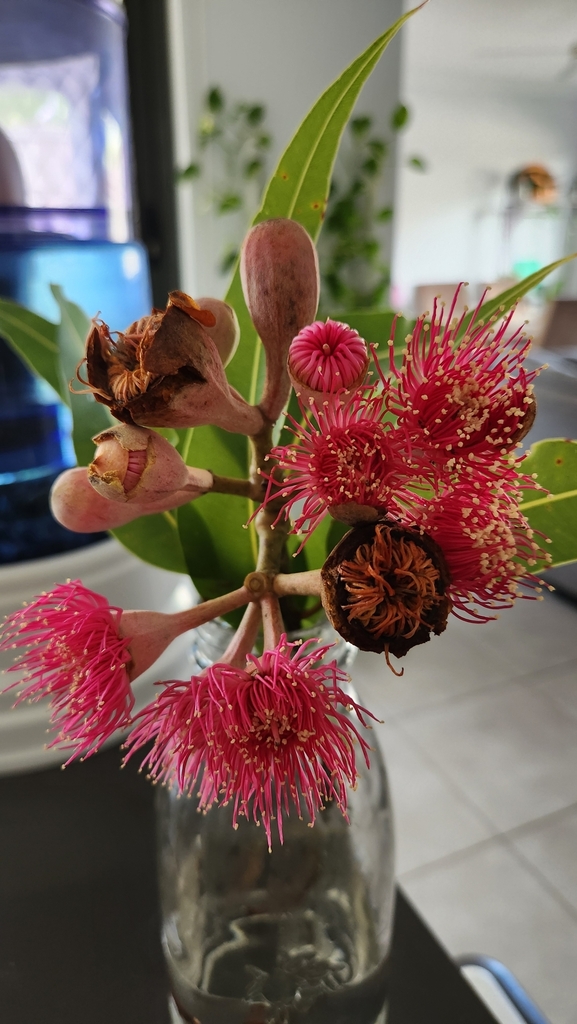 swamp bloodwood from Peregian Beach QLD 4573, Australia on April 6 ...