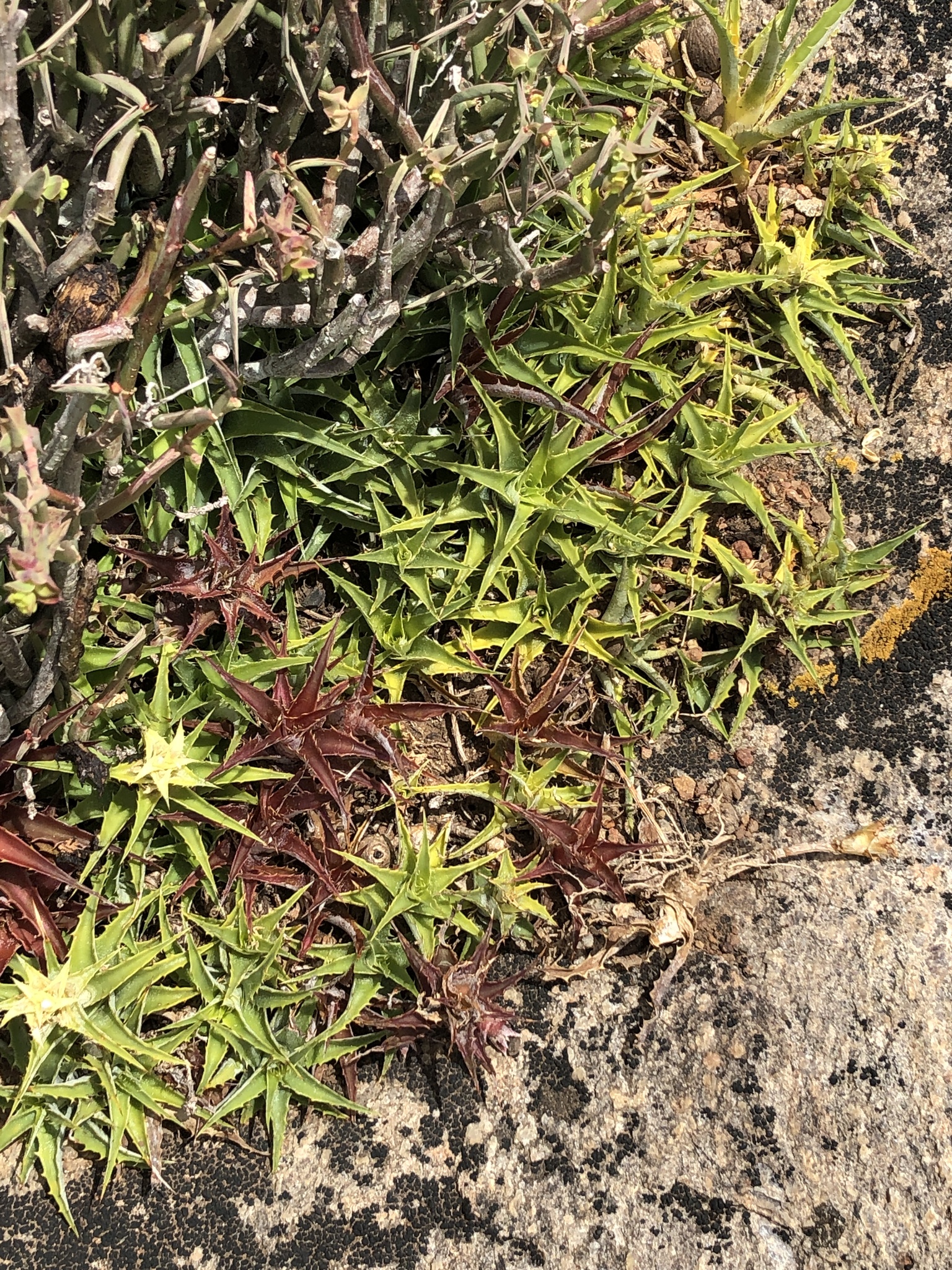 Orthophytum saxicola