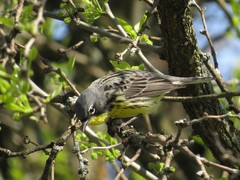 Setophaga kirtlandii